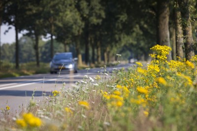 Bloemrijke berm langs een provinciale weg met een auto erop.